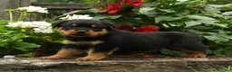 Rottweiler dogs for sale: Lydia - Ad 2