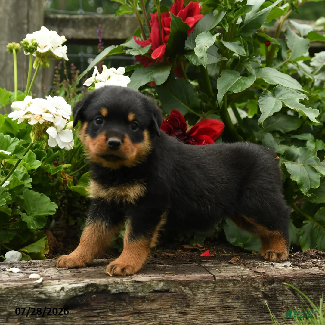 Rottweiler dogs for sale: Lydia - Ad 2