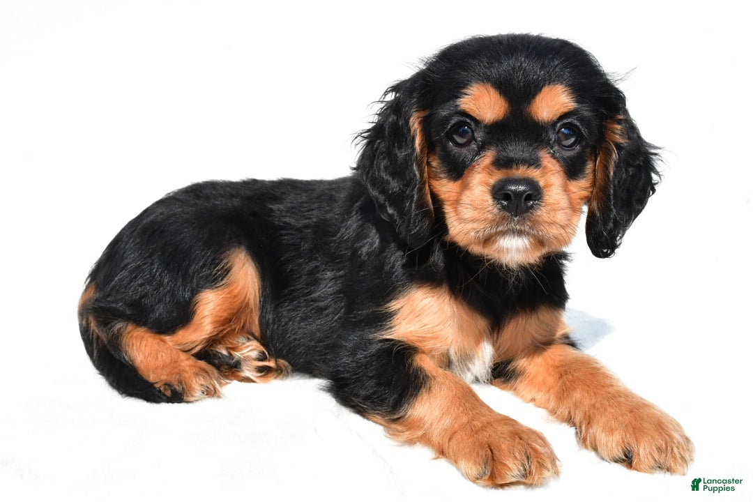 Cockalier dogs for sale: Vail - Ad 2