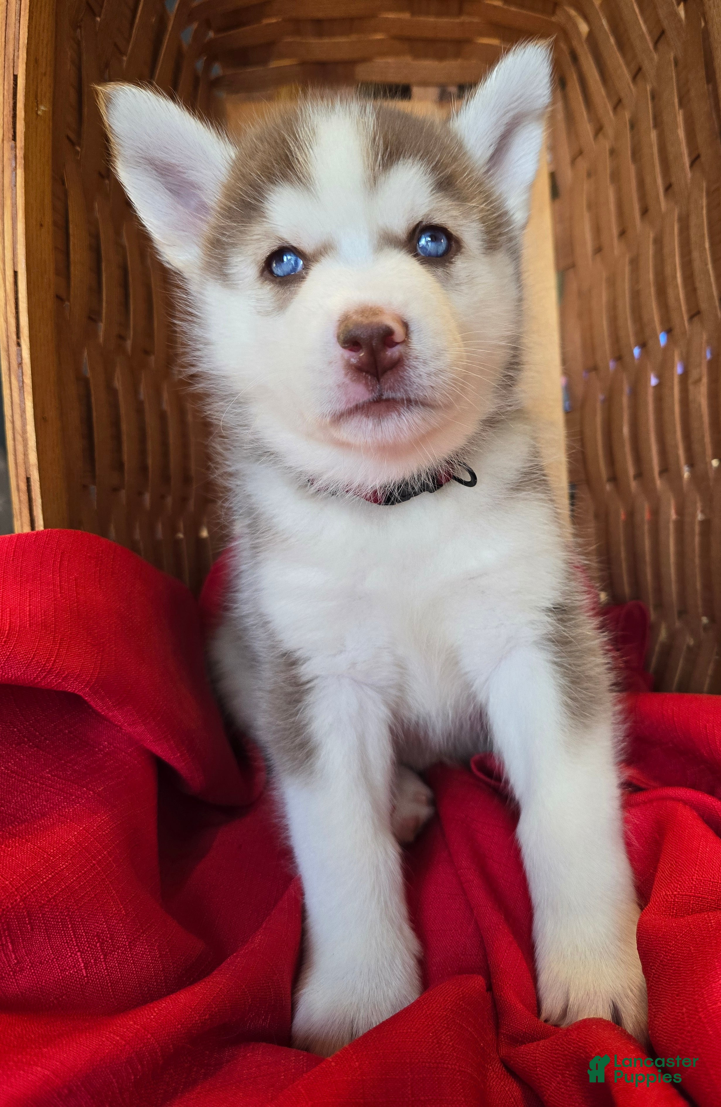 Pomsky dogs Maverick - Ad 26