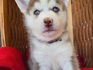 Pomsky dogs Maverick - Ad 41