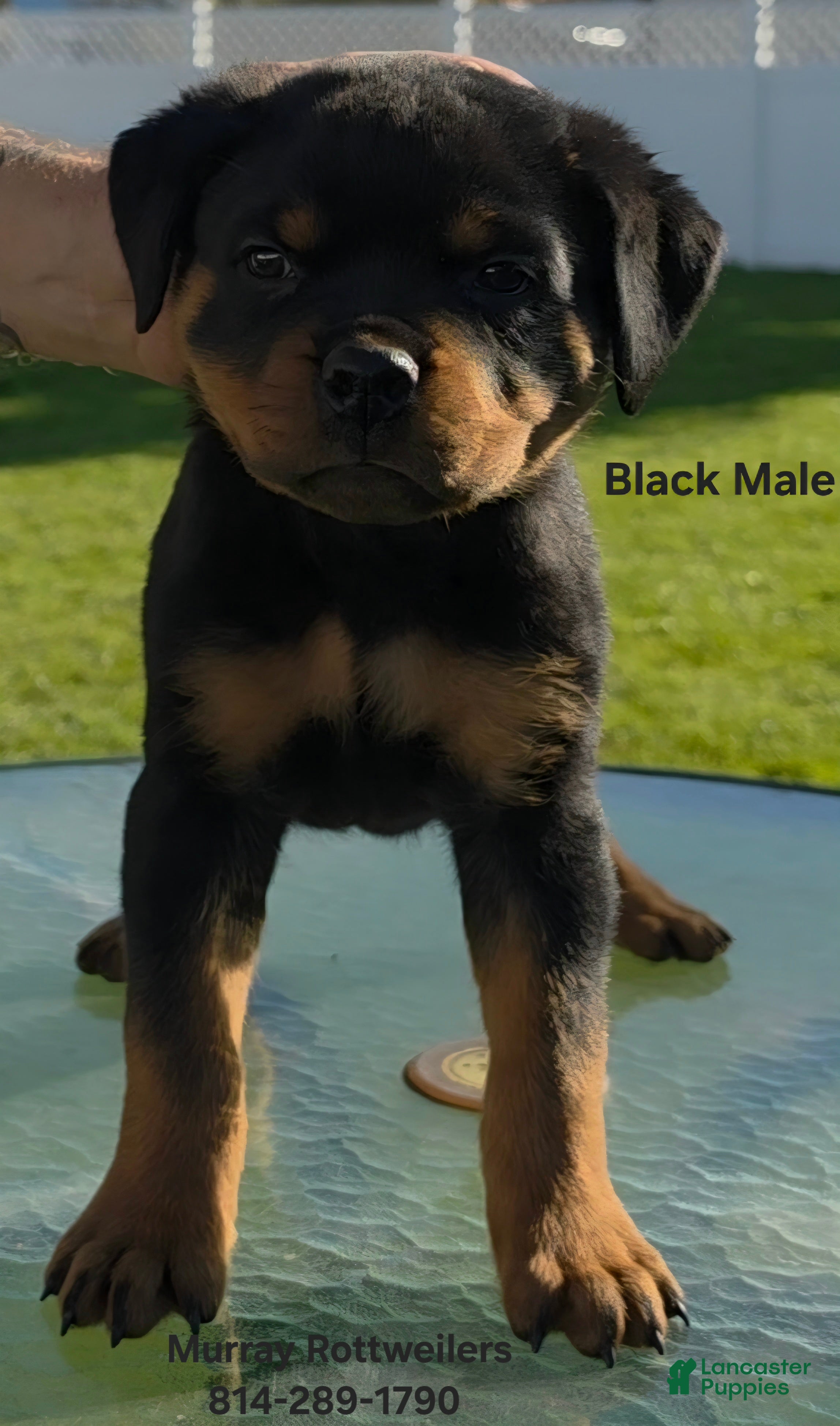 Rottweiler dogs for sale: Black - Ad 2