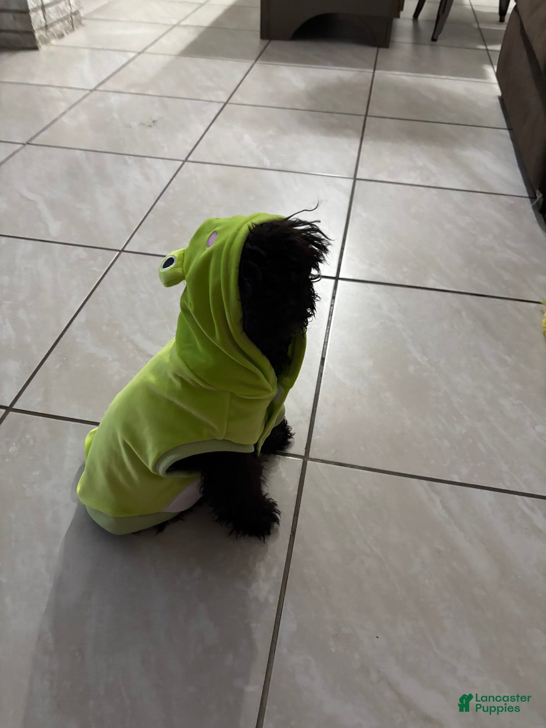 Miniature Poodle dogs for sale: Panchito - Ad 7