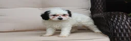 Cavapoo dogs for sale: Jordan - Ad 4
