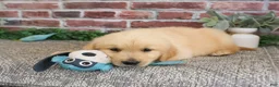 Golden Retriever dogs for sale: Georgie - Ad 8