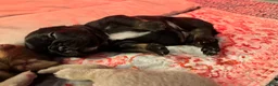 French Bulldog dogs for sale: Sesame - Ad 3
