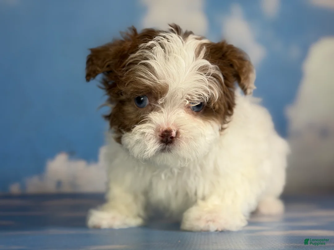 Shihpoo dogs for sale: Blue eyed Billy - Ad 3