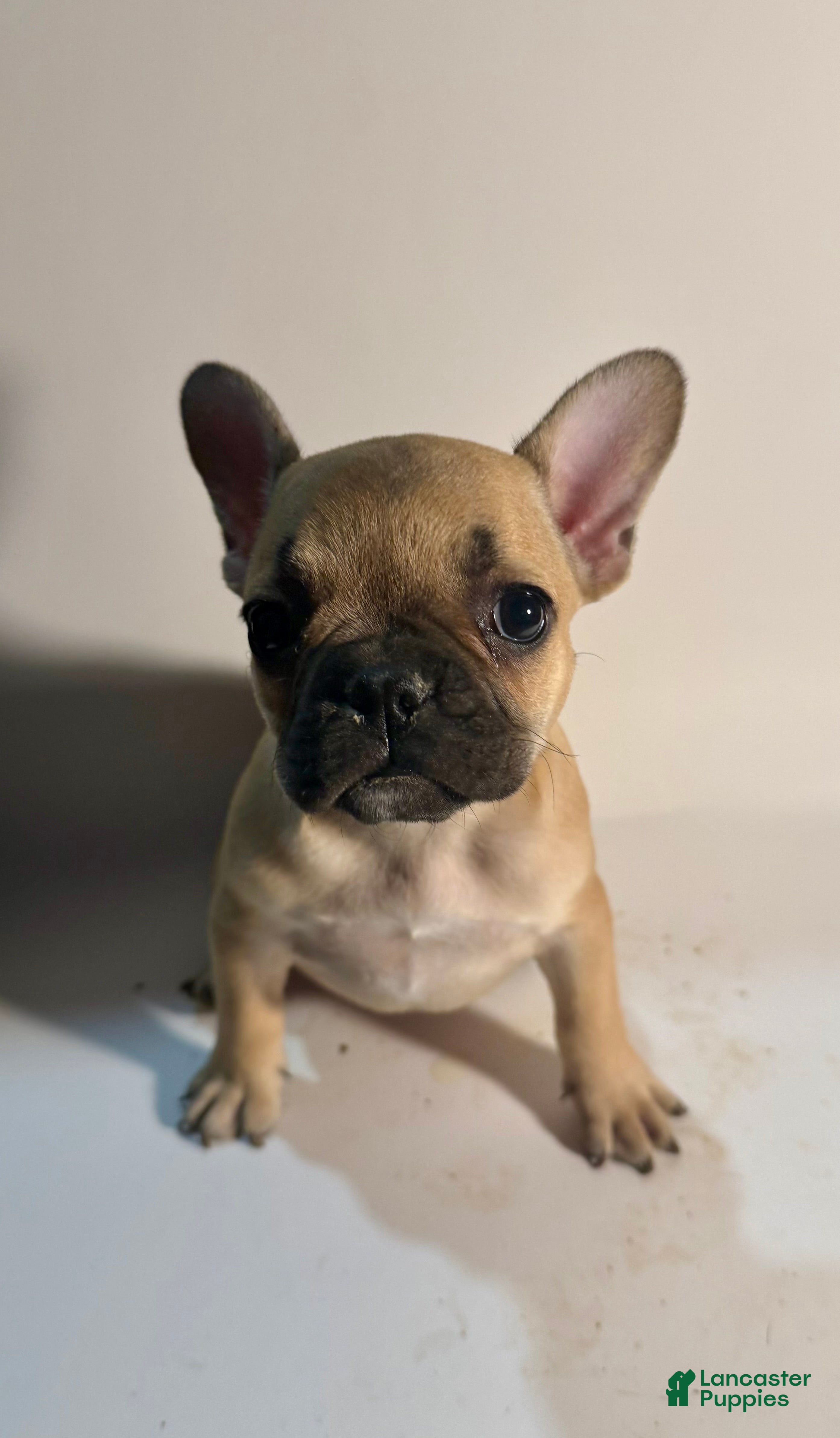 French Bulldog dogs French Bulldog Puppy 2 - Ad 13