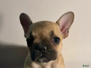 French Bulldog dogs French Bulldog Puppy 2 - Ad 10