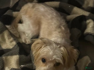 Mixed Breed dogs - Ad 2