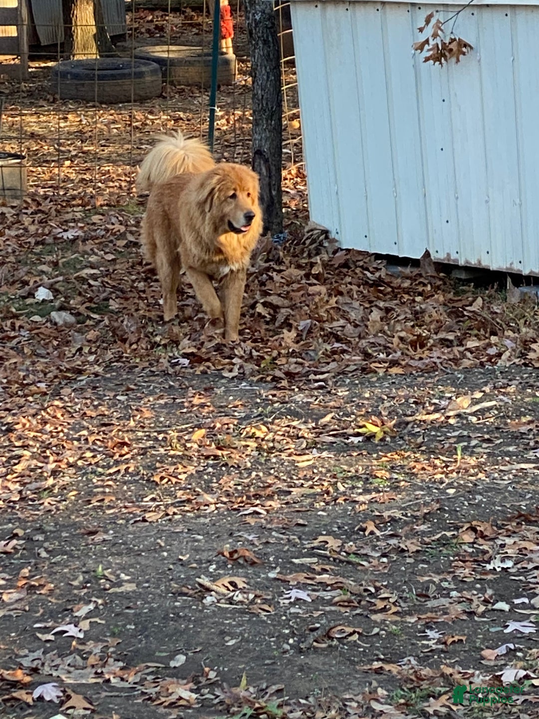 Mixed Breed dogs for sale: Tibetan Mastiff/Bernese Mountain Dog Male 2 - Ad 30