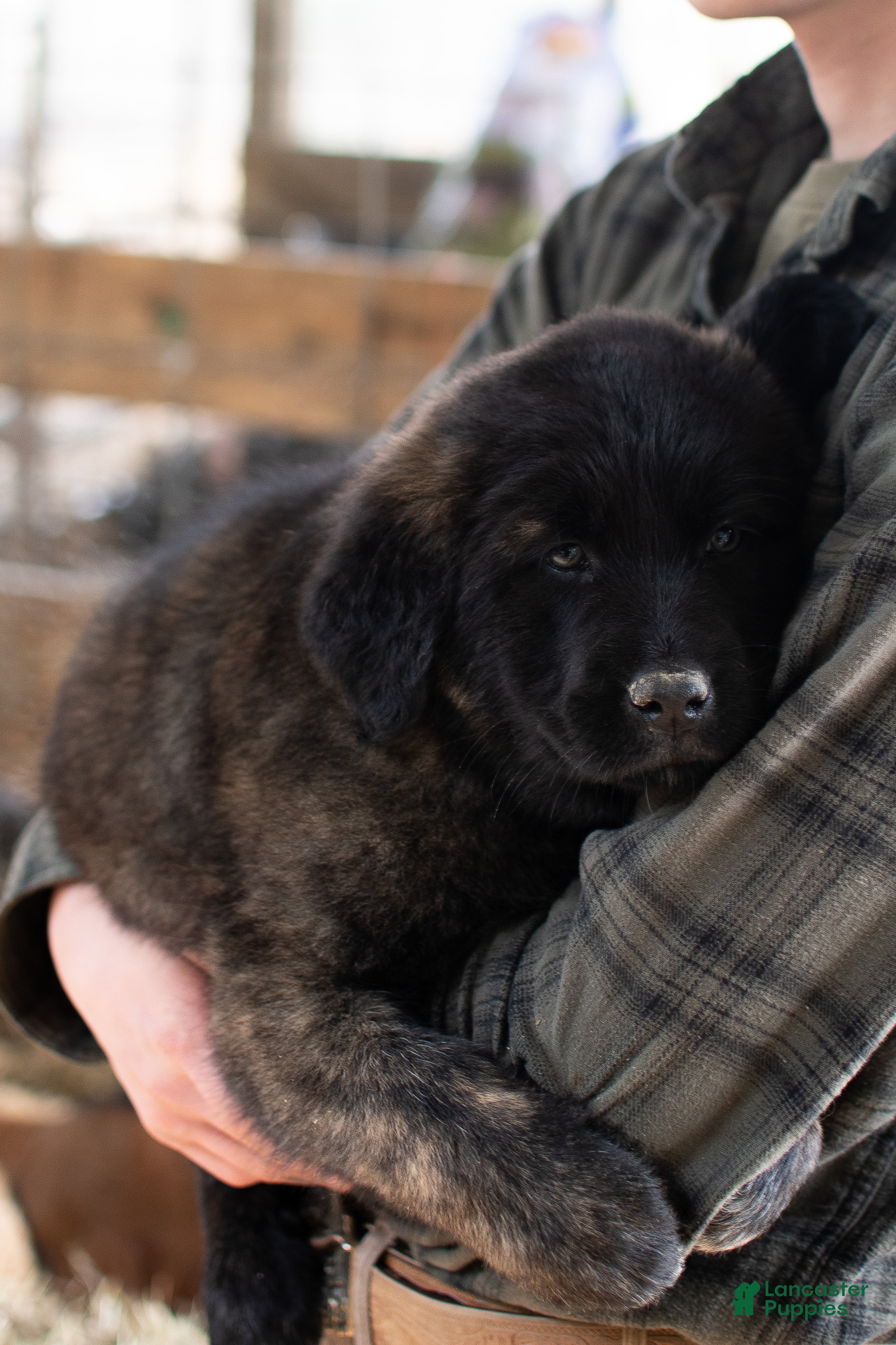 Estrela Mountain Dog dogs Andrea "Strong & Manly" - Ad 2