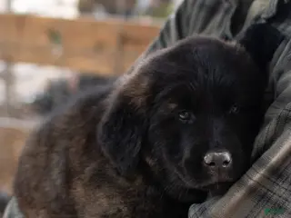 Estrela Mountain Dog dogs Andrea "Strong & Manly" - Ad 2