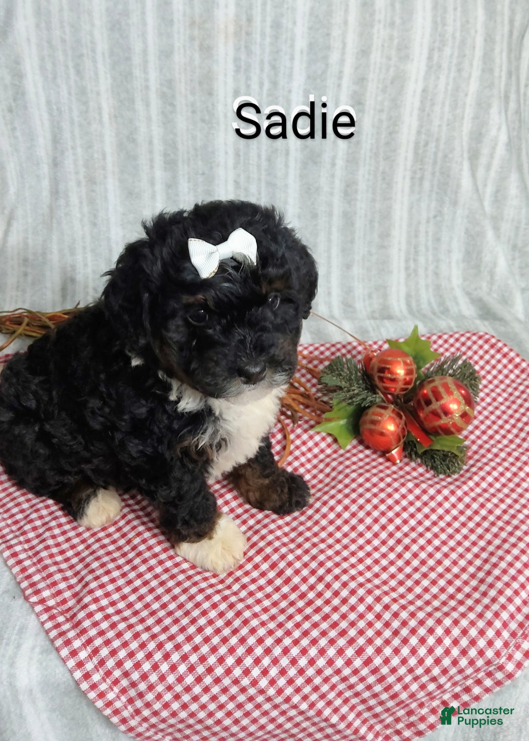 Mini Bernedoodle dogs for sale:  Sadie  - Ad 2