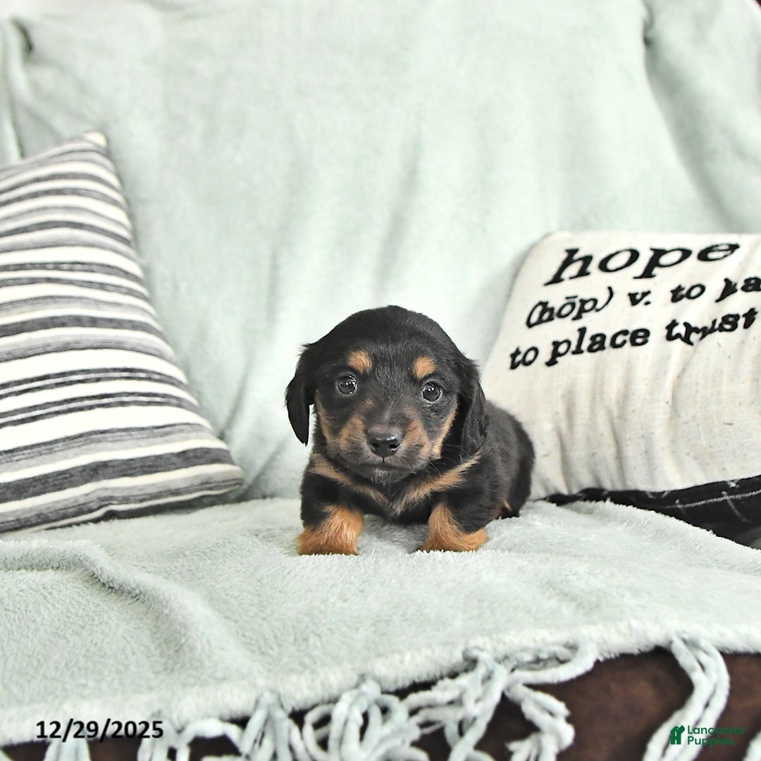 Miniature Dachshund dogs for sale: Twinkle - Ad 5