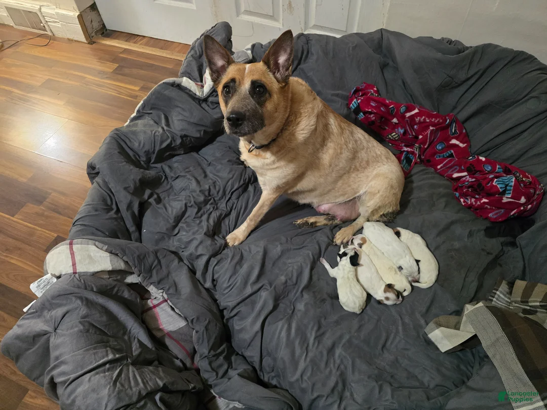 Australian Cattle Dog dogs for sale: Jay - Ad 4