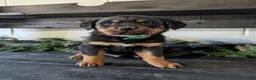 Rottweiler dogs for sale: Brent - Ad 1