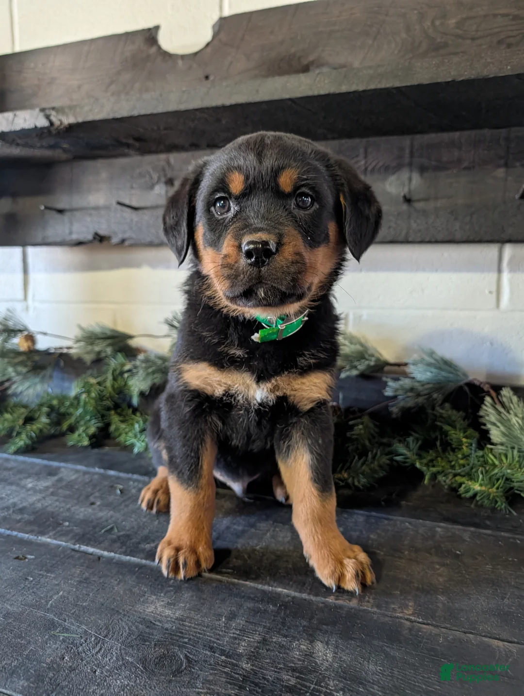 Rottweiler dogs for sale: Brent - Ad 1