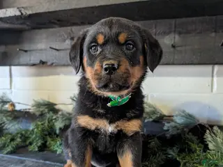 Rottweiler dogs for sale: Brent - Ad 2
