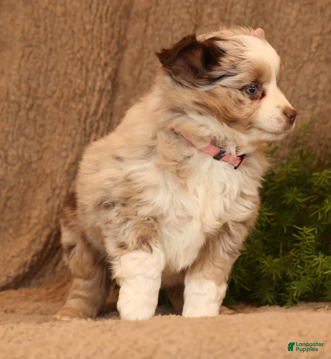 Miniature Australian Shepherd dogs for sale: Callie - Ad 4