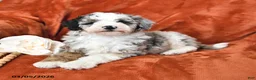 Mini Aussiedoodle dogs for sale: Star - Ad 3