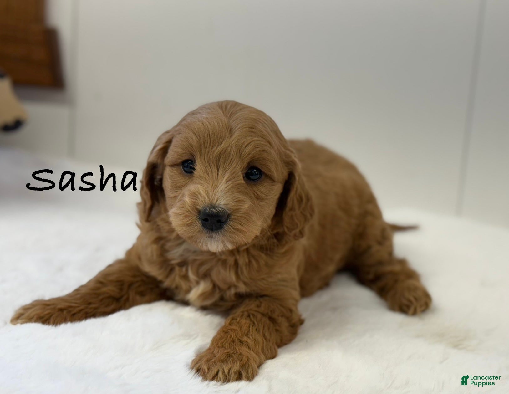 Mini Goldendoodle dogs Sasha - Ad 41