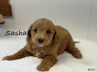 Mini Goldendoodle dogs Sasha - Ad 41