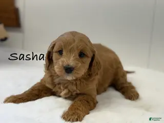 Mini Goldendoodle dogs Sasha - Ad 29