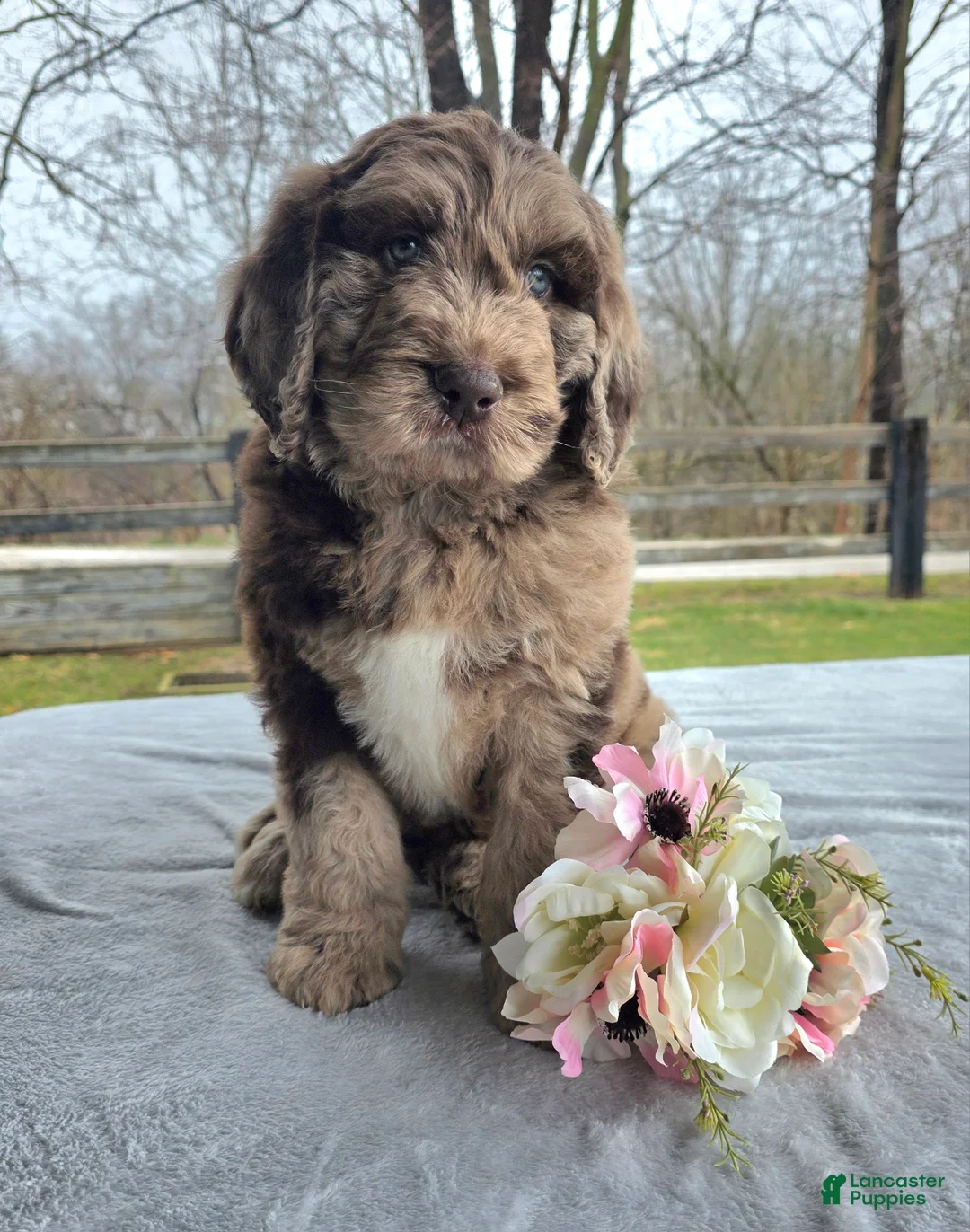 Newfypoo dogs for sale: Waylon - Ad 1