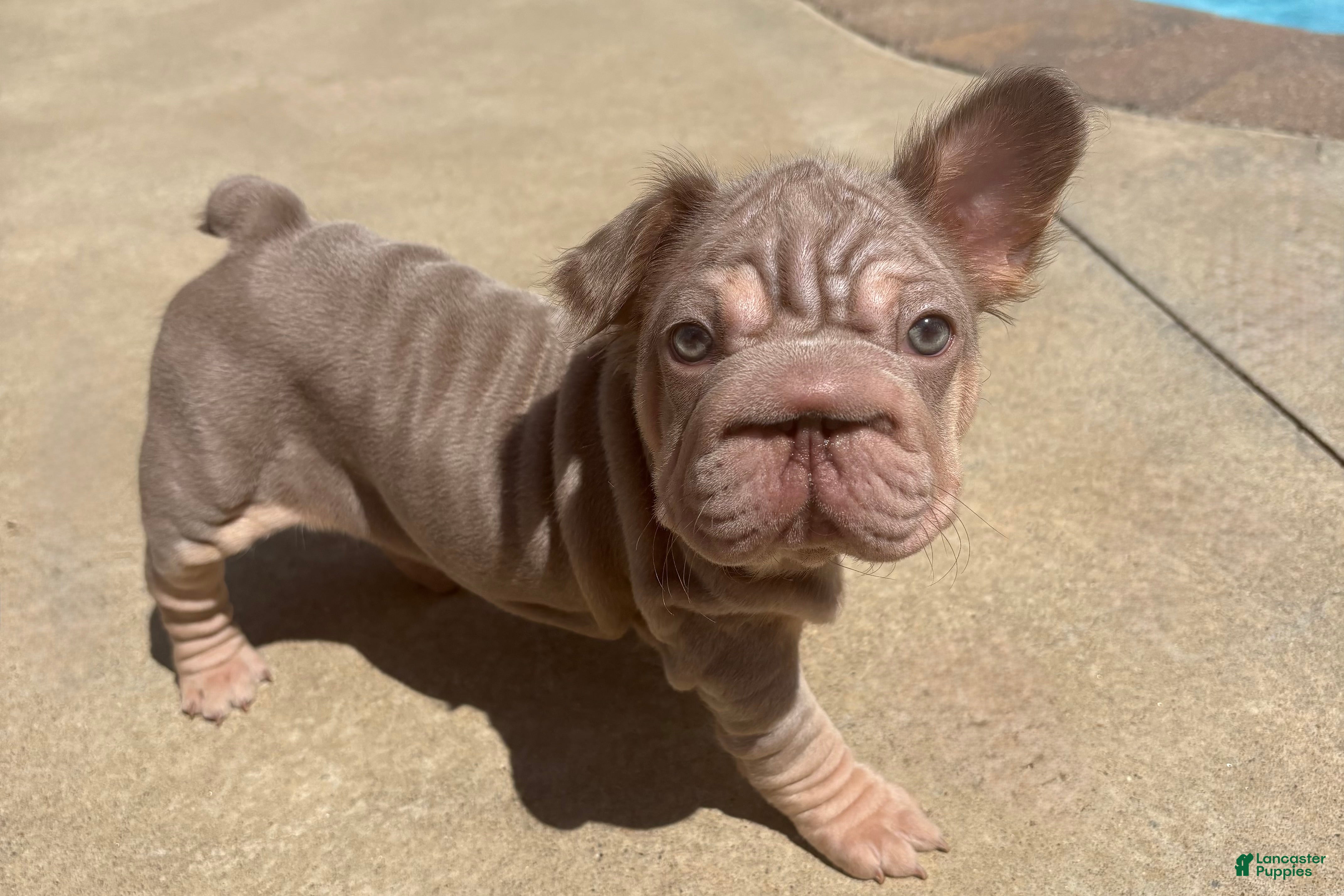 French Bulldog dogs ChiChi - Ad 2