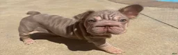 French Bulldog dogs for sale: ChiChi - Ad 11