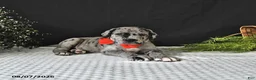 Great Dane dogs for sale: Jax - Ad 3