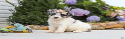 Havapoo dogs for sale: Cuddles  - Ad 12