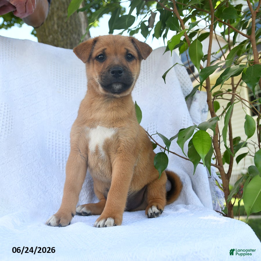 Shiba Inu dogs Rocky  - Ad 1