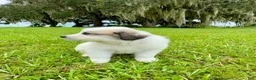 Great Pyrenees dogs for sale: Dark Blue Boy - Ad 8