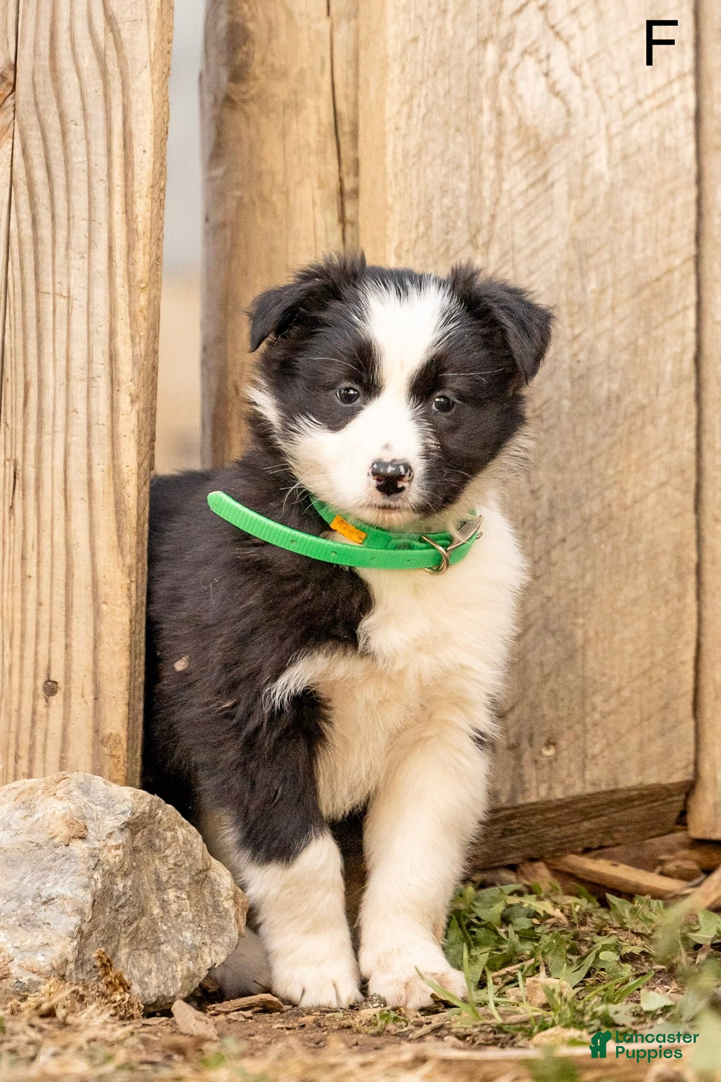 Mixed Breed dogs Cuddles - Ad 28