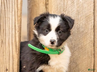 Mixed Breed dogs Cuddles - Ad 40