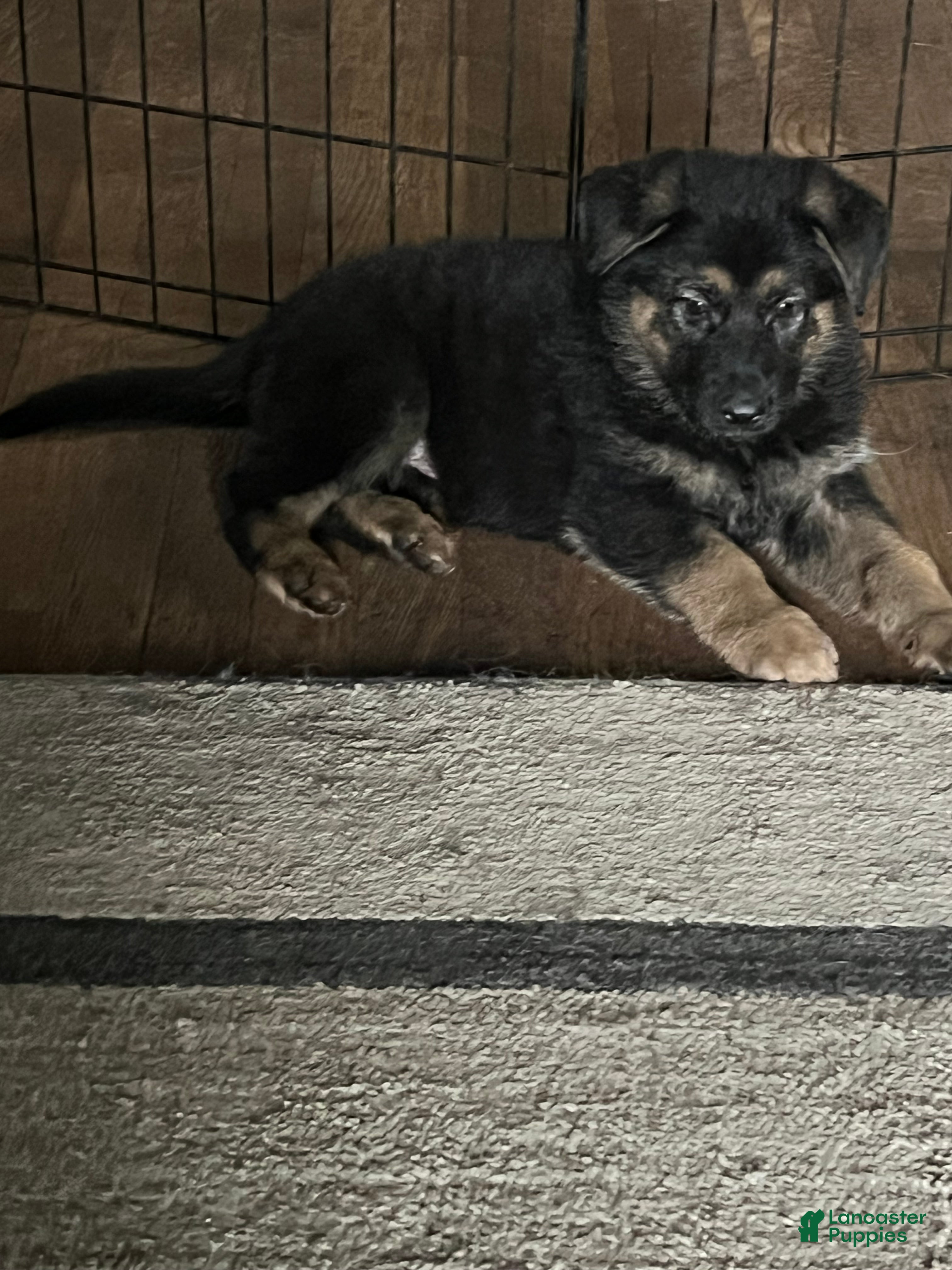German Shepherd dogs German Shepherd Puppy 2 - Ad 33