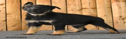 German Shepherd dogs for sale: Fable - Ad 4
