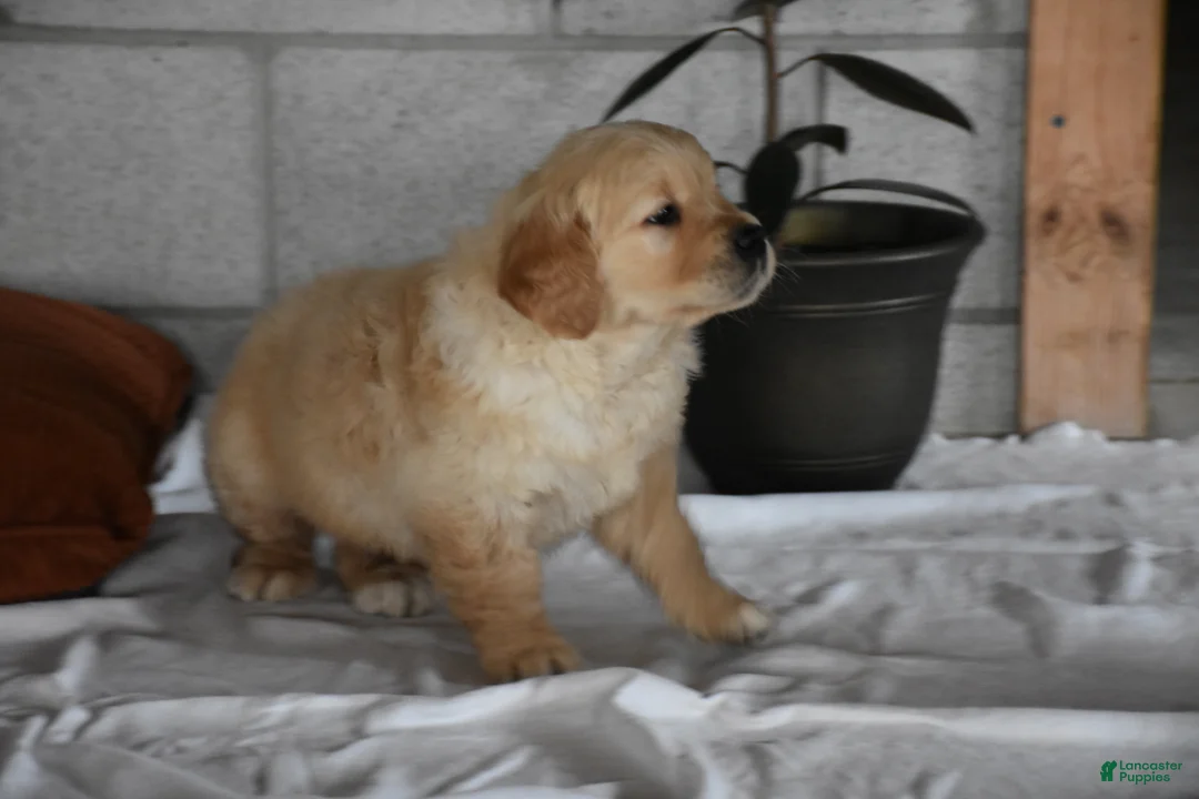 Golden Retriever dogs for sale: Buster  Genteic/OFA - Ad 9
