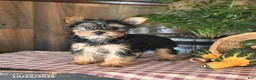 Yorkshire Terrier dogs for sale: Daisy - Ad 2