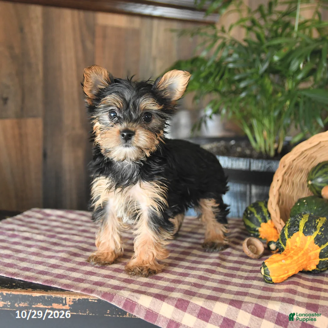 Yorkshire Terrier dogs for sale: Daisy - Ad 2