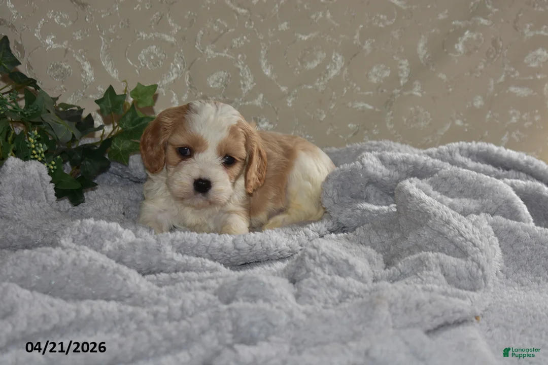 Cavapoo dogs for sale: Larry - Ad 6