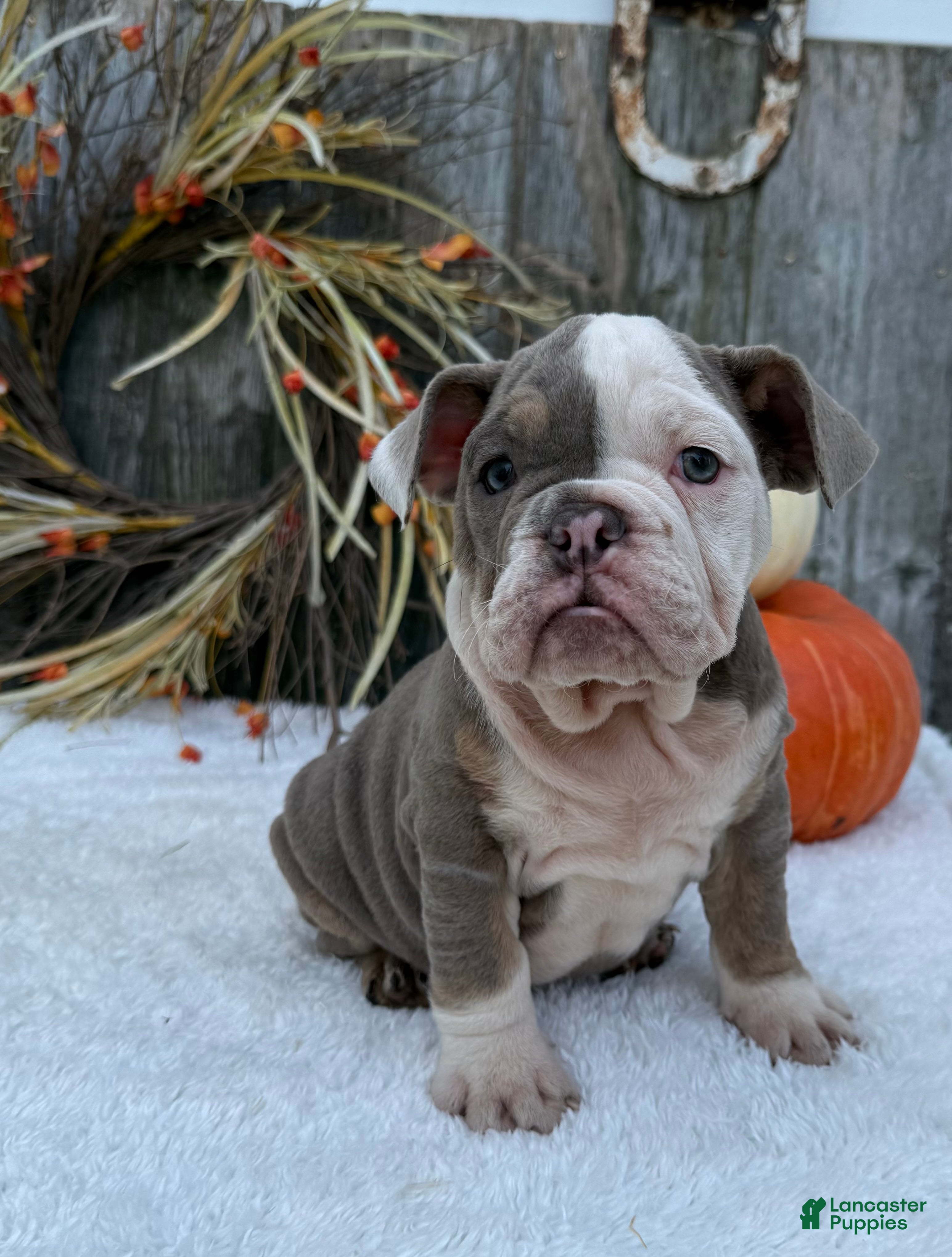 English Bulldog dogs Eden - Ad 35