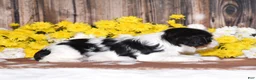 Cavalier King Charles Spaniel dogs for sale: Ginger - Ad 3