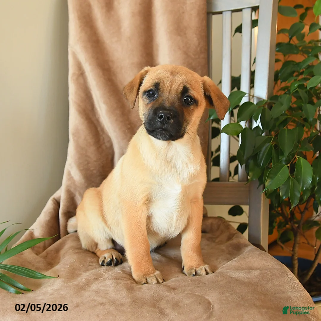 Mixed Breed dogs for sale: Lenny - Ad 1