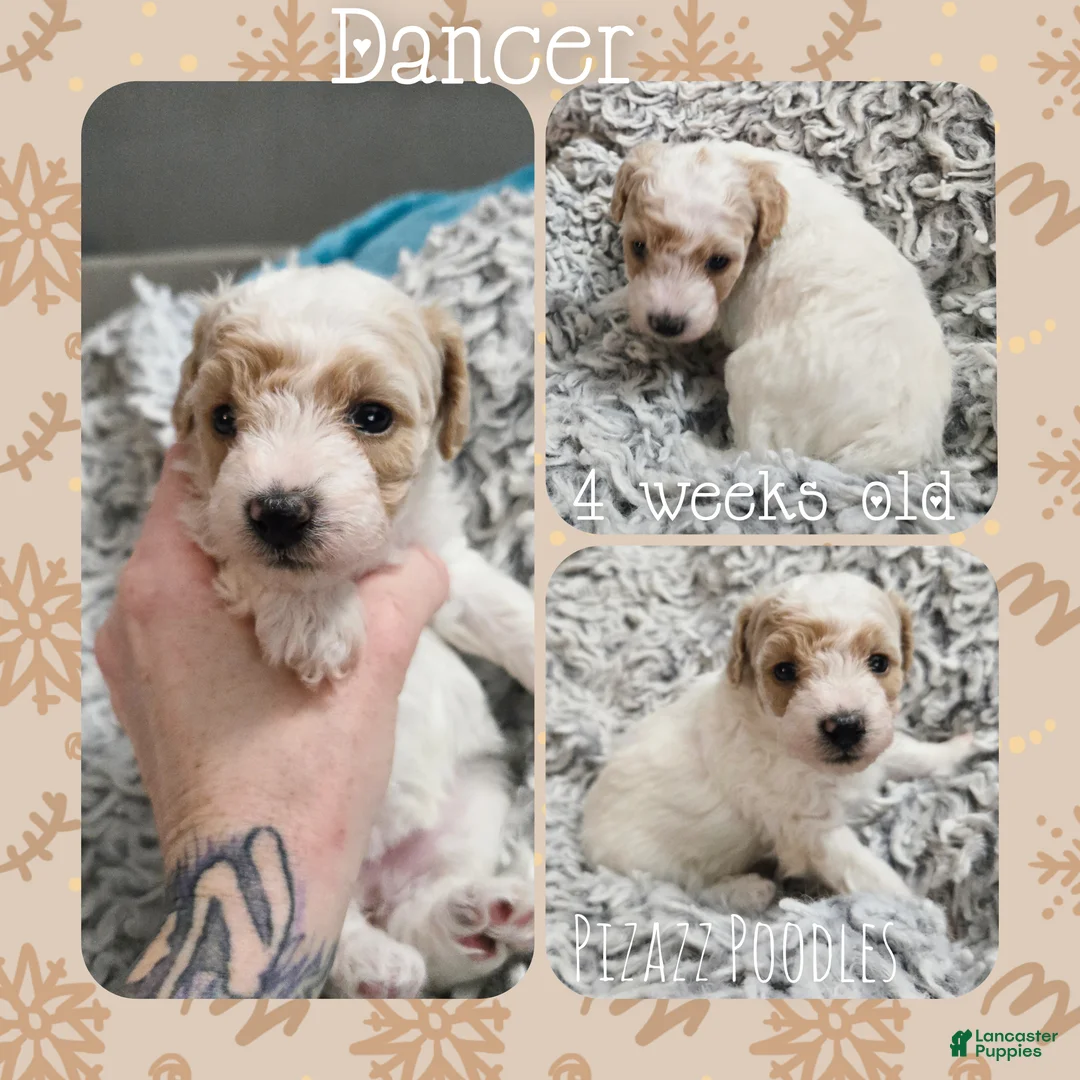 Miniature Poodle dogs for sale: Dancer - Ad 4