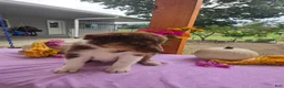 Australian Shepherd dogs for sale: Teddy - Ad 4