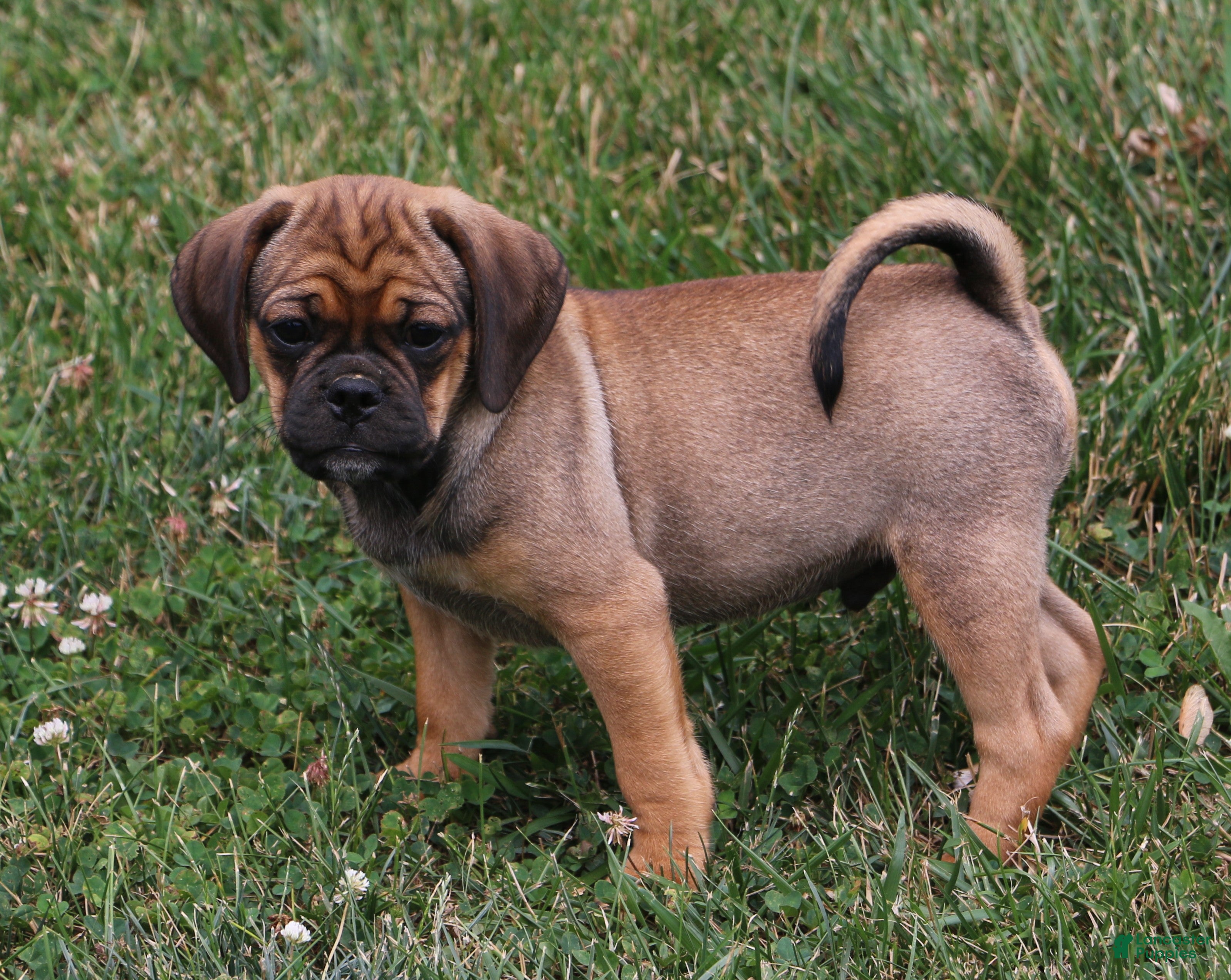 Puggle dogs Ranger - Ad 8