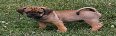 Ranger